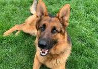 Pan - German Shepherd